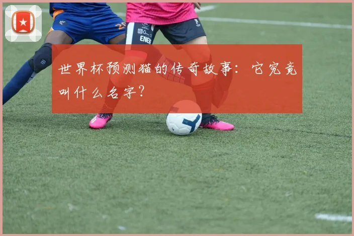 世界杯预测猫的传奇故事：它究竟叫什么名字？